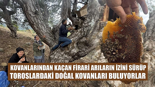 Kovanlarından kaçan firari arıların izini sürüp Toroslardaki doğal kovanları buluyorlar