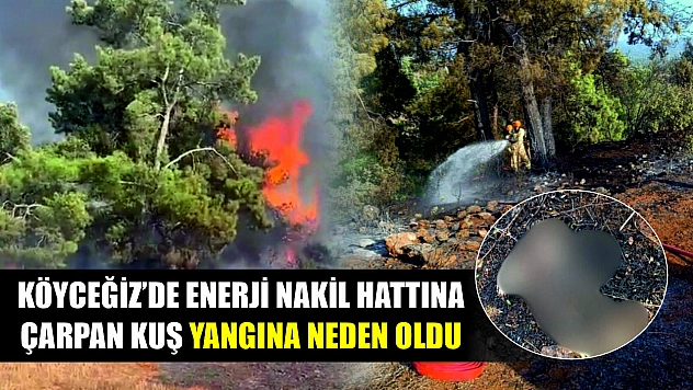 Köyceğiz'de enerji nakil hattına çarpan kuş yangına neden oldu