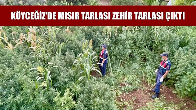 Köyceğiz'de mısır tarlası zehir tarlası çıktı