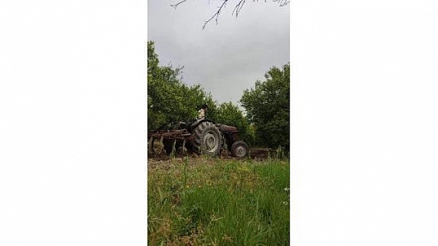 Köyceğiz'de narenciye bahçelerinde bakım çalışmaları sürüyor