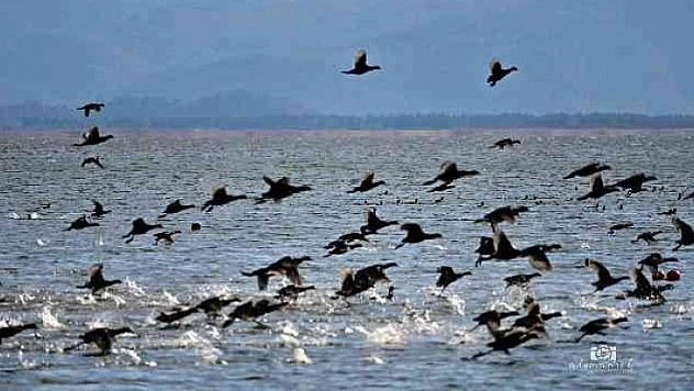 Köyceğiz Gölü'ne akın eden sakarmeke kuşları renkli görüntüler oluşturdu