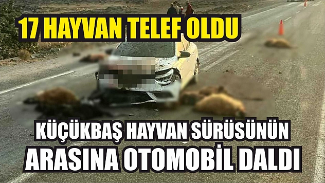Küçükbaş hayvan sürüsünün arasında otomobil daldı: 17 hayvan telef oldu