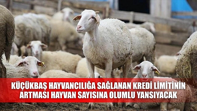 Küçükbaş hayvancılığa sağlanan kredi limitinin artması, hayvan sayısına olumlu yansıyacak
