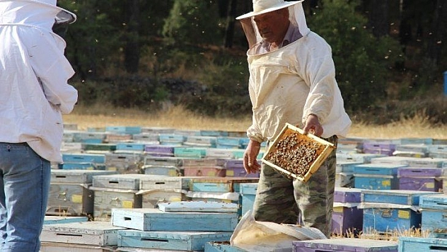 Kuraklık çam balını vurdu, arılar açlıkla karşı karşıya