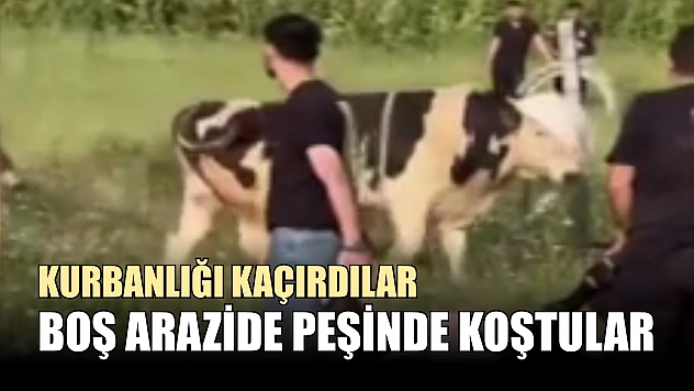 Kurbanlığı kaçırdılar, boş arazide peşinde koştular