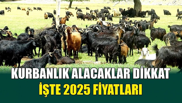 Kurbanlık alacaklar dikkat: İşte 2025 fiyatları