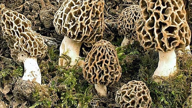 'Kuzugöbeği' 400 TL'den Alıcı Buluyor