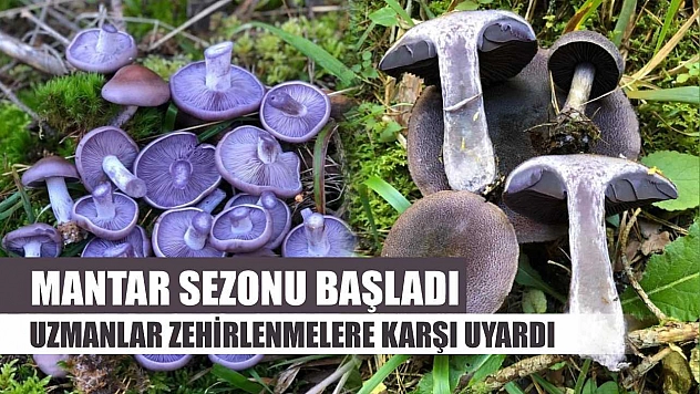 Mantar sezonu başladı: Uzmanlar zehirlenmelere karşı uyardı