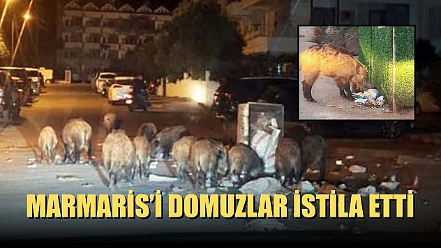 Marmaris'i domuzlar istila etti