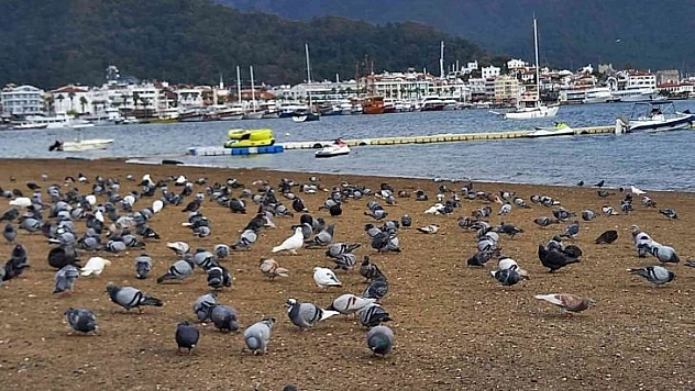 Marmaris'te sahilin keyfini bu defa güvercinler çıkardı