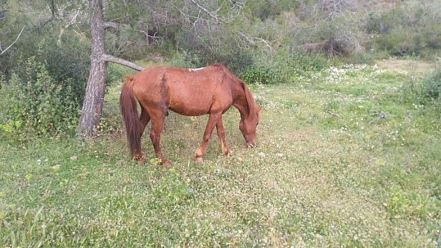 Marmaris'te yaralı atın tedavisi tamamlandı