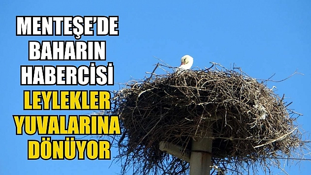 Menteşe'de baharın habercisi leylekler yuvalarına dönüyor