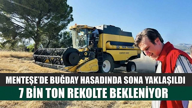 Menteşe'de buğday hasadında sona yaklaşıldı: 7 bin ton rekolte bekleniyor
