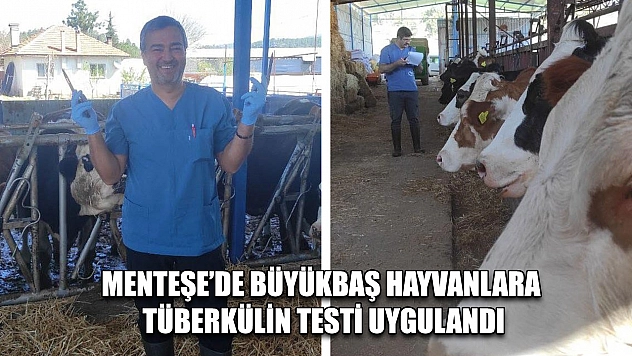 Menteşe'de Büyükbaş Hayvanlara Tüberkülin Testi Uygulandı