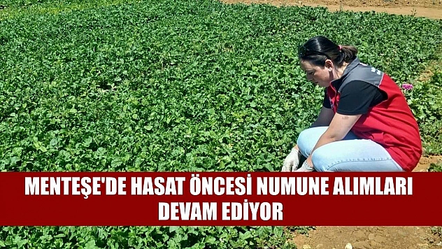 Menteşe'de hasat öncesi numune alımları devam ediyor