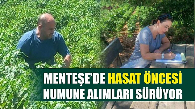 Menteşe'de hasat öncesi numune alımları sürüyor