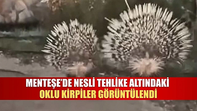 Menteşe'de Nesli Tehlike Altındaki Oklu Kirpiler Görüntülendi