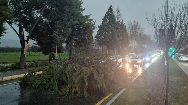 Menteşe'de şiddetli fırtınada ağaç devrildi, trafik durdu