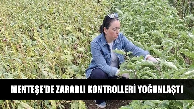 Menteşe'de zararlı kontrolleri yoğunlaştı