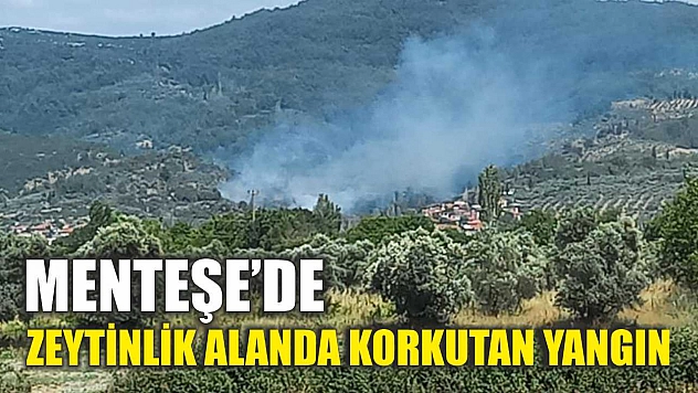 Menteşe'de zeytinlik alanda korkutan yangın