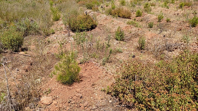 Milas'ta dikilen fidanlar büyüyor