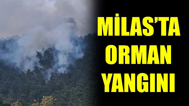 Milas'ta orman yangını