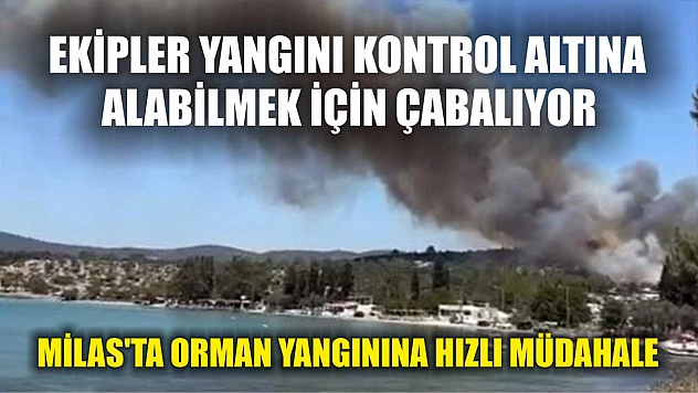 Milas'ta Orman Yangınına Hızlı Müdahale: Ekipler Kontrol Altına Almak İçin Çabalıyor