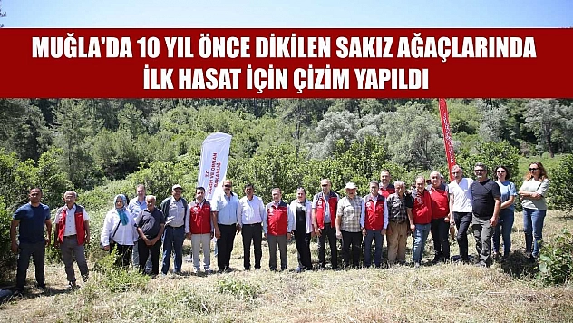 Muğla'da 10 yıl önce dikilen sakız ağaçlarında ilk hasat için çizim yapıldı