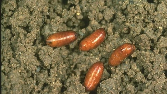 Muğla'da Akdeniz Meyve Sineği mücadelesi başladı