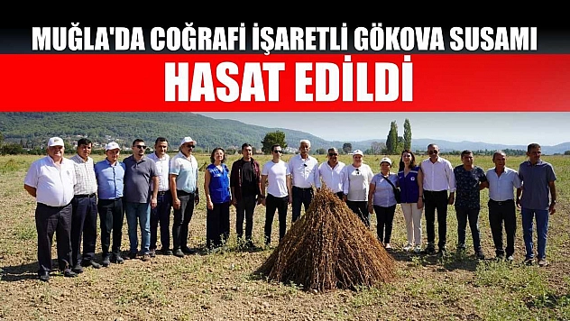 Muğla'da coğrafi işaretli Gökova susamı hasat edildi