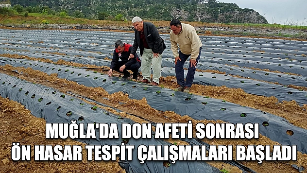 Muğla'da don afeti sonrası ön hasar tespit çalışmaları başladı