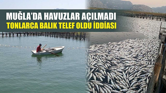 Muğla'da havuzlar açılmadı, tonlarca balık telef oldu iddiası