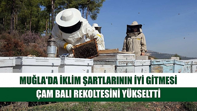 Muğla'da iklim şartlarının iyi gitmesi çam balı rekoltesini yükseltti
