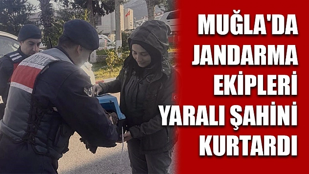 Muğla'da jandarma ekipleri yaralı şahini kurtardı