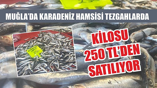 Muğla'da Karadeniz Hamsisi Tezgahlarda: Kilosu 250 TL'den Satılıyor