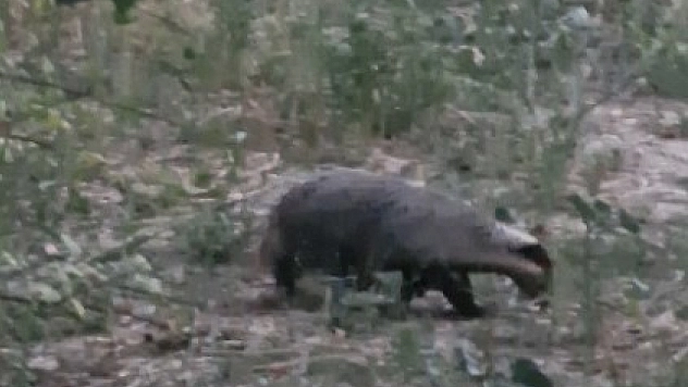 Kırmızı listedeki porsuk görüntülendi
