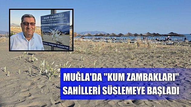 Muğla'da 'kum zambakları' sahilleri süslemeye başladı