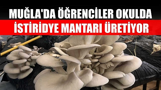 Muğla'da öğrenciler okulda istiridye mantarı üretiyor