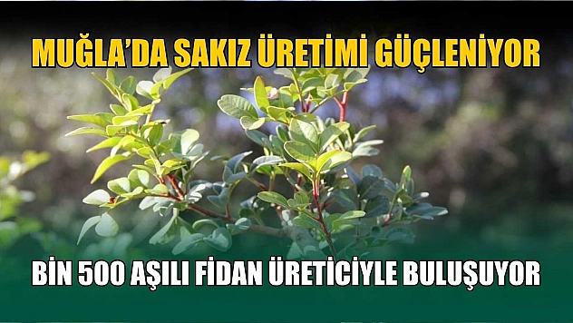 Muğla'da sakız üretimi güçleniyor, bin 500 aşılı fidan üreticiyle buluşuyor