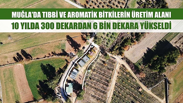 Muğla'da tıbbi ve aromatik bitkilerin üretim alanı 10 yılda 300 dekardan 6 bin dekara yükseldi