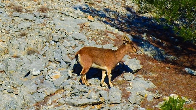 MUĞLA'DA YABAN KEÇİLERİ GÖRÜNTÜLENDİ