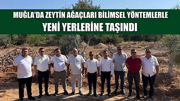 Muğla'da zeytin ağaçları bilimsel yöntemlerle yeni yerlerine taşındı