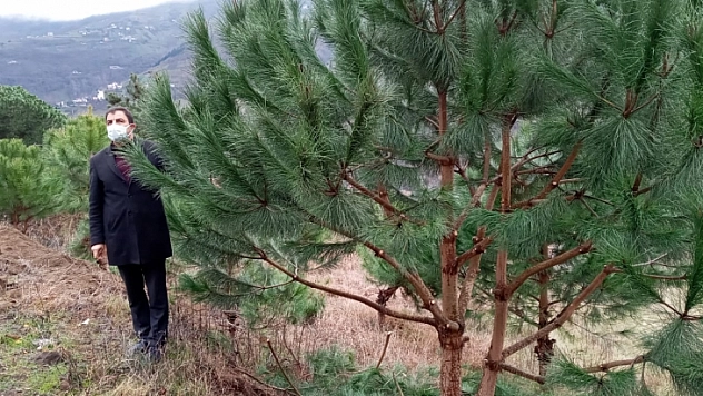 Muğla'nın fıstık çamı Trabzon'a ilham oldu