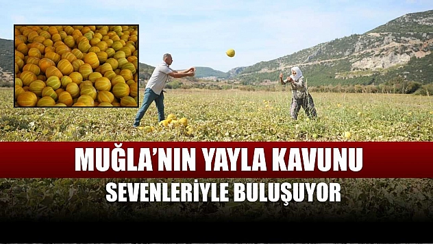 Muğla'nın yayla kavunu sevenleriyle buluşuyor