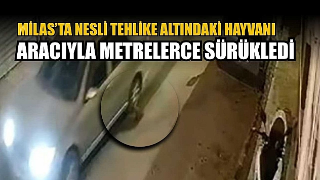 Nesli tehlike altındaki hayvanı aracıyla metrelerce sürükledi