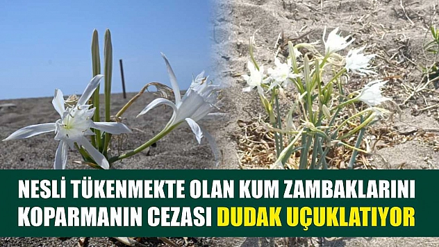 Nesli tükenmekte olan kum zambaklarını koparmanın cezası dudak uçuklatıyor