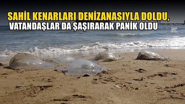 Sahil kenarları denizanasıyla doldu, vatandaşlar da şaşırarak panik oldu