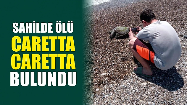 Sahilde ölü Caretta Caretta bulundu