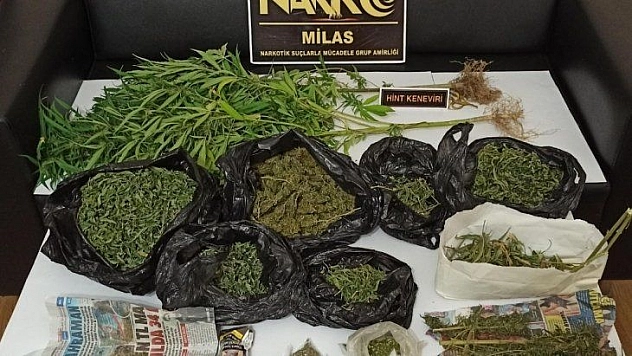 Saksıda kenevir yetiştirmiş