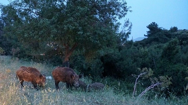 Şehre inen yaban domuzları için çalışma başlatıldı